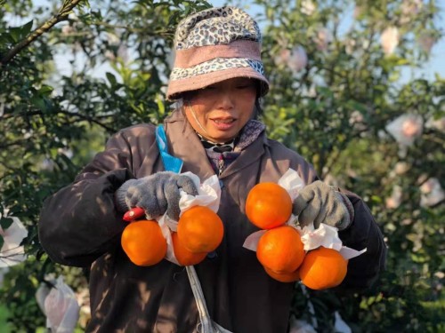 Orange protection bags for optimal fruit growth and quality