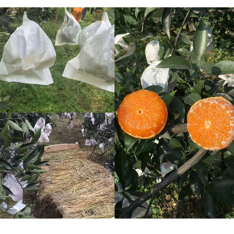Orange protection bags for optimal fruit growth and quality