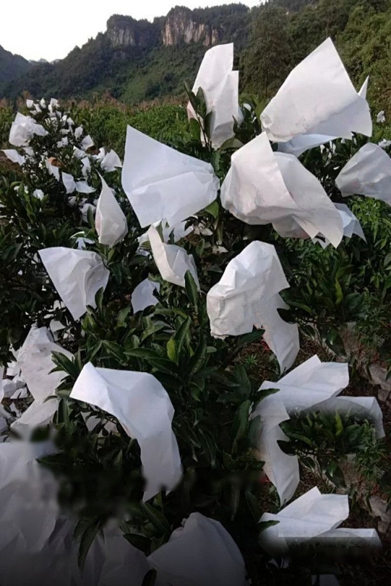 Orange protection bags for optimal fruit growth and quality